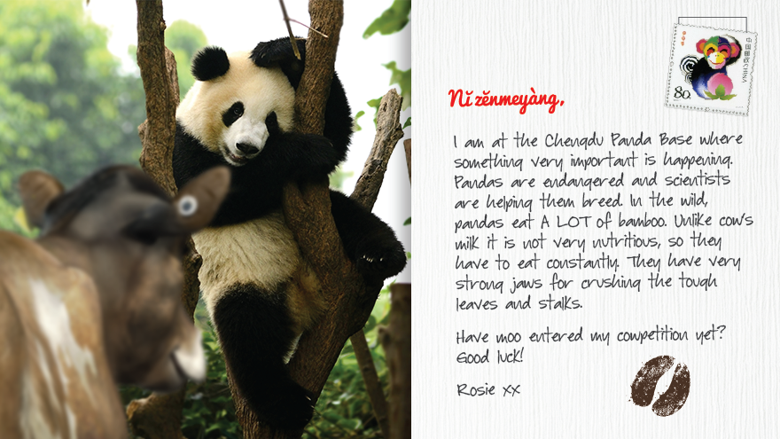 Rosie PostCard Panda Rosie PostCard - Panda