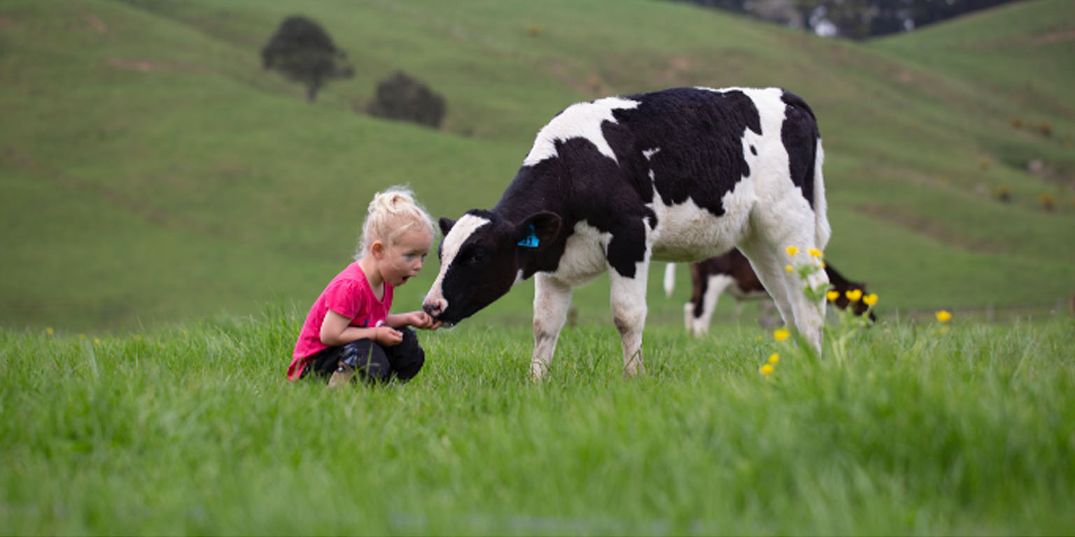LIC image little girl and cow LIC image little girl and cow