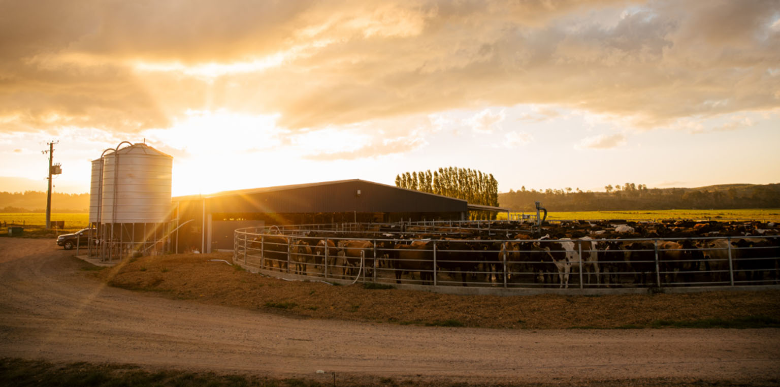 LIC Cows in milking shed LIC Cows in milking shed image