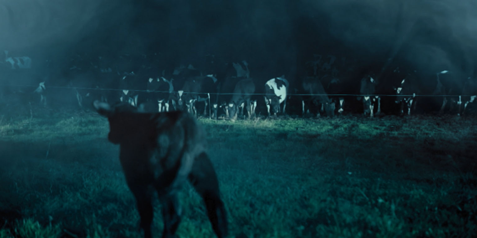 virbac_calf virbac calf